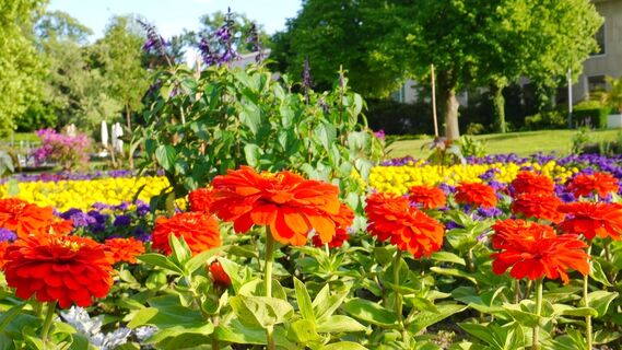 Blühende Blumen im Kurpark nahe Startplatz zur Wandertour