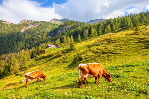 Kühe auf der Müllneralm