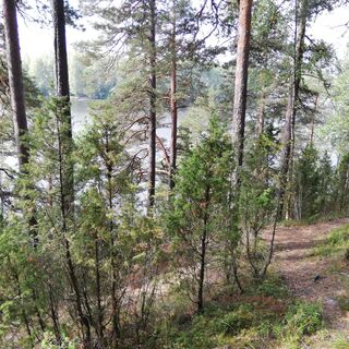 Pappilanniemen Naturpfad