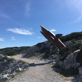Dachstein-Hai