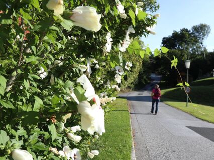 Blumen begleiten uns am Wanderweg, Stubenberg am See in der Oststeiermark