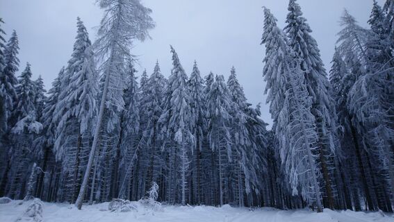 Photo de Betzenbergfex le long du parcours