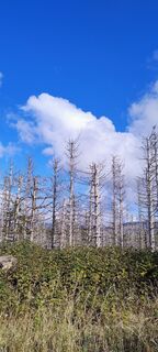 Foto von Betzenbergfex entlang der Tour
