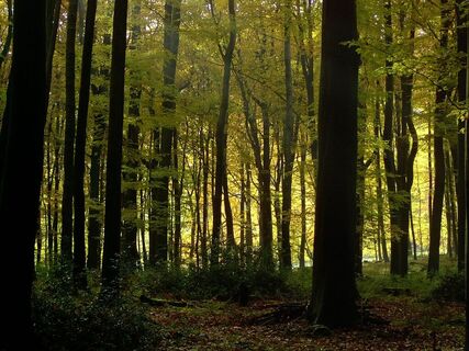 Naturbelassener Wald