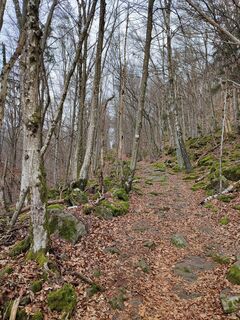 Im Anstieg zum Kleinen Büchelstein, hier Weg Nr. 54