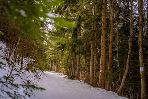 Winterwandern am Walderlebnisweg Gschaidt
