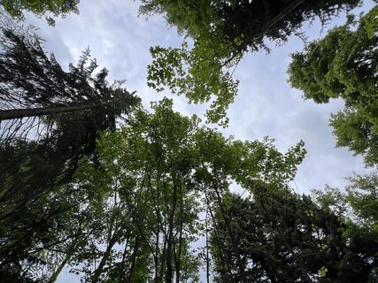 Wald Camp Dobel