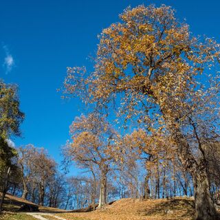 Der Kastanienwald rund um San Martino in Campi