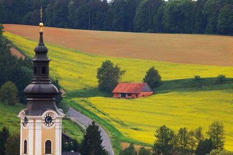 Rapsfeld mit dem Gnaser Kirchturm