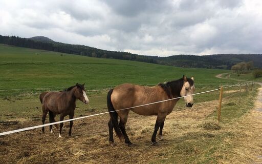 Koppel der Ponde Rosa Ranch