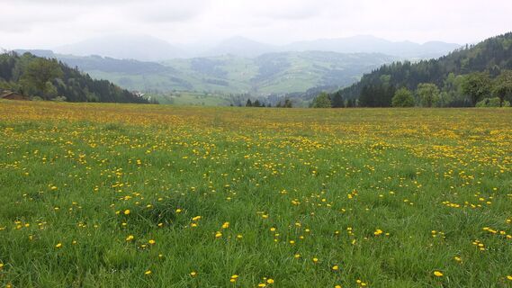 Blumenwiese