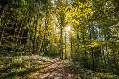 Im Rainwald