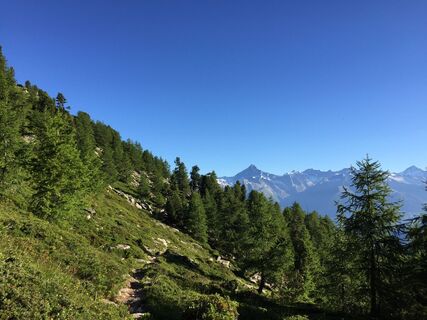 Alpe Jungen mit Blick aufs Bietschhorn
