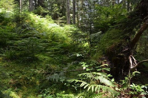 Trekking-Camp Bösellbach