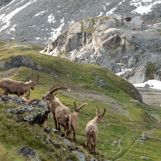 Eine Herde Steinböcke