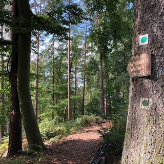 Waldgebiet bei Weißen