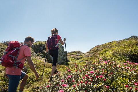 Wandern während der Almrosenblüte