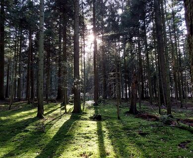 Im Wald bei Langenbrand