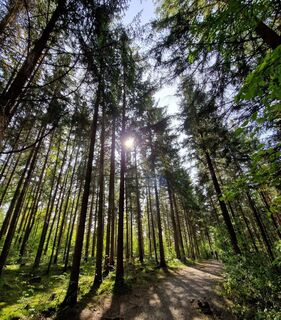 Waldy-Walderlebnisweg Hechingen