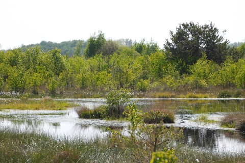 Naturlandschaft im Neustädter Moor