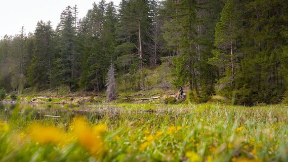 Möserer See im Frühling - Paar sitzt auf Bank verschwommene Blumen im Vordergrund Weitwinkel.jpg