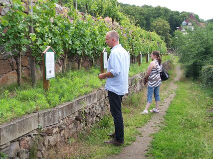 Weinlehrpfad in Radebeul Zitzschewig