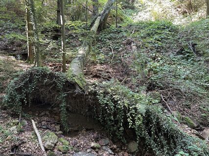 Photo de Susanne Ettl le long du parcours