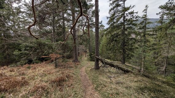 Foto von wernhard entlang der Tour