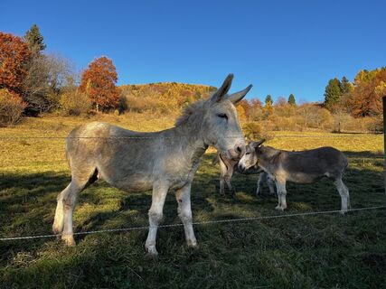 Fotografie z Stefano “Iddo” na trase
