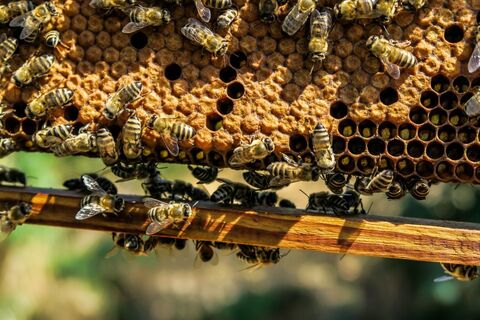 Bienenstock - Region St. Johann in Tirol - Oberndorf - Kirchdorf - Erpfendorf