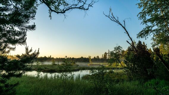Morgenstimmung im sensiblen Gebiet des Wildsees, Deutschlands größtem Hochmoor