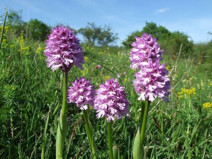 Orchideen am Weg