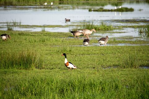Gänse auf einer Wiese