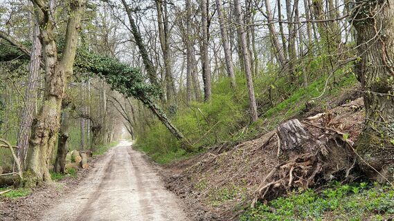 2.7 km Fahrt zum Semmelberg