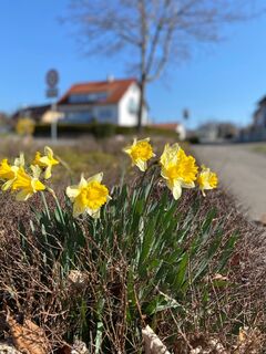 Blumengruß in der Aachstraße