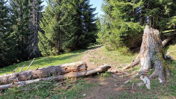 Budureasa, Bihor/România