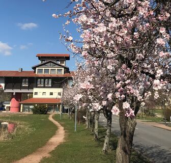 Mandelblüte am Haus der Deutschen Weinstraße in Bockenheim 2019