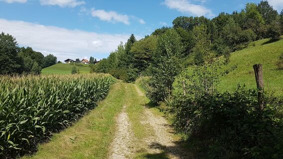 5.0 km Mitterlassnitzberg