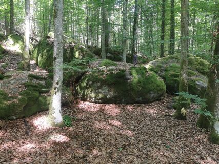 Fotografia z Waldläufer na trase