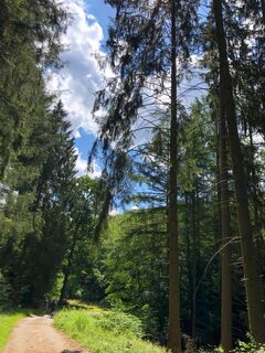 Ruhe im Osburger Hochwald