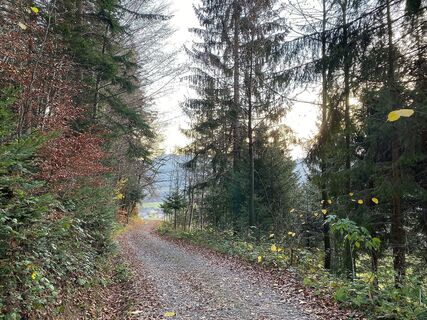 Waldweg auf dem Rotenberg