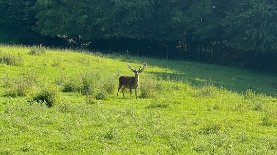 RI17 Friedrichswald Route Hirsch