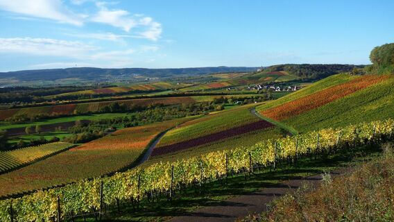 Brackenheim Zweifelberg | Regine Sommerfeld | Weinerlebnisführerin | HeilbronnerLand