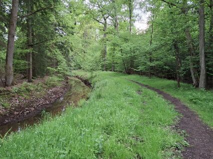 Photo de nordbergschnecke le long du parcours
