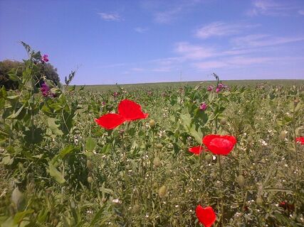 Durch Felder Wandern, Nexing