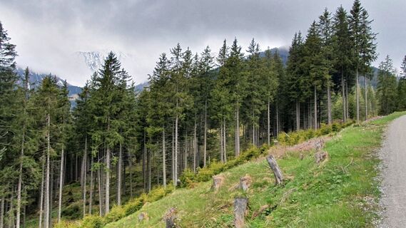 4.8 km Großer Hengst