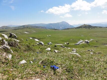 Schneealpe - Höhenwanderung über Blumenwiesen