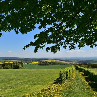 Blick von der Reuther Linde