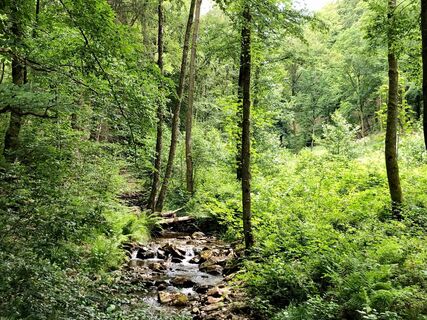 Der Eschbach entlang des Weges