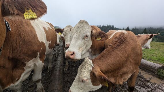 Fotografija s spletne strani Klaus Lehner na poti